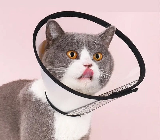 kat, kraag , medisch, operatie, anti lik